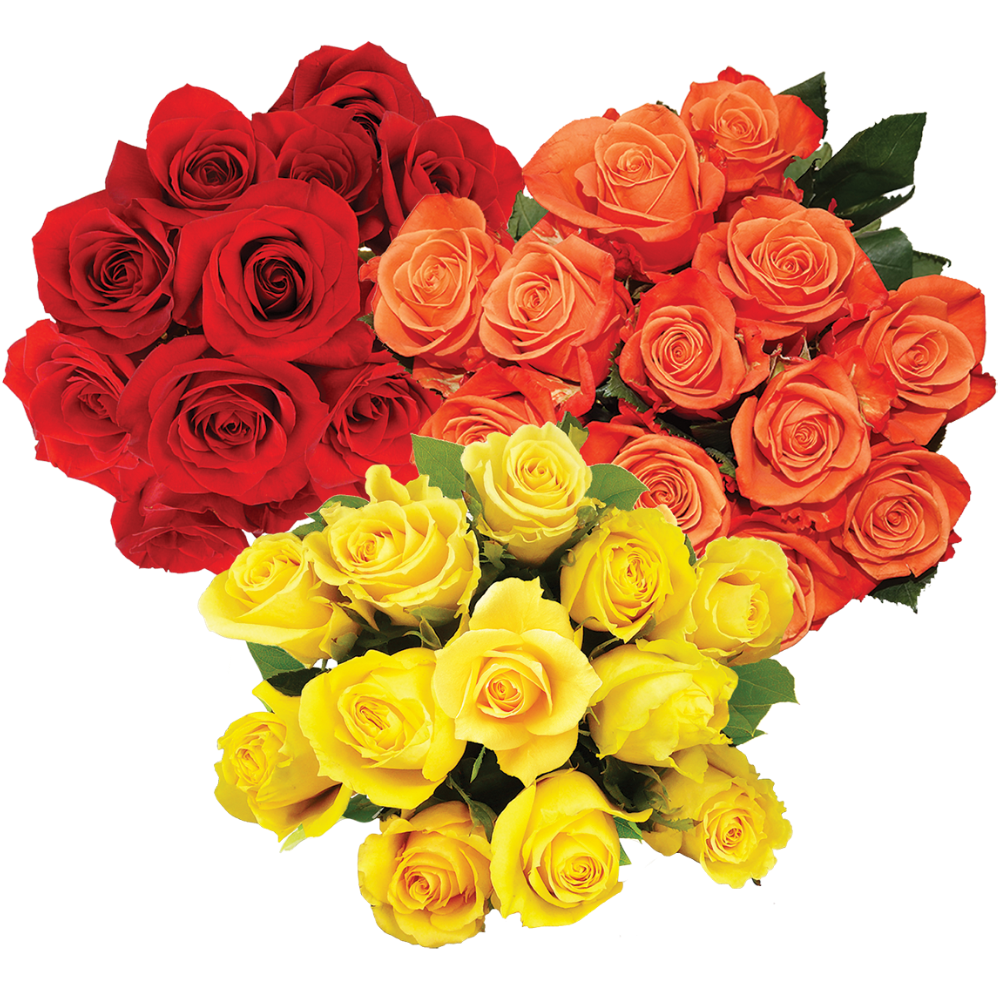 Bloom Haus Dozen Roses