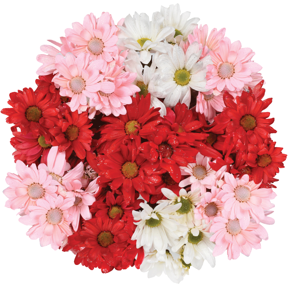 Valentine's Day Crazy Daisy Bunch