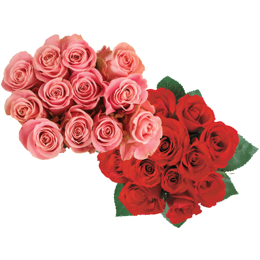 Bloom Haus Dozen Roses