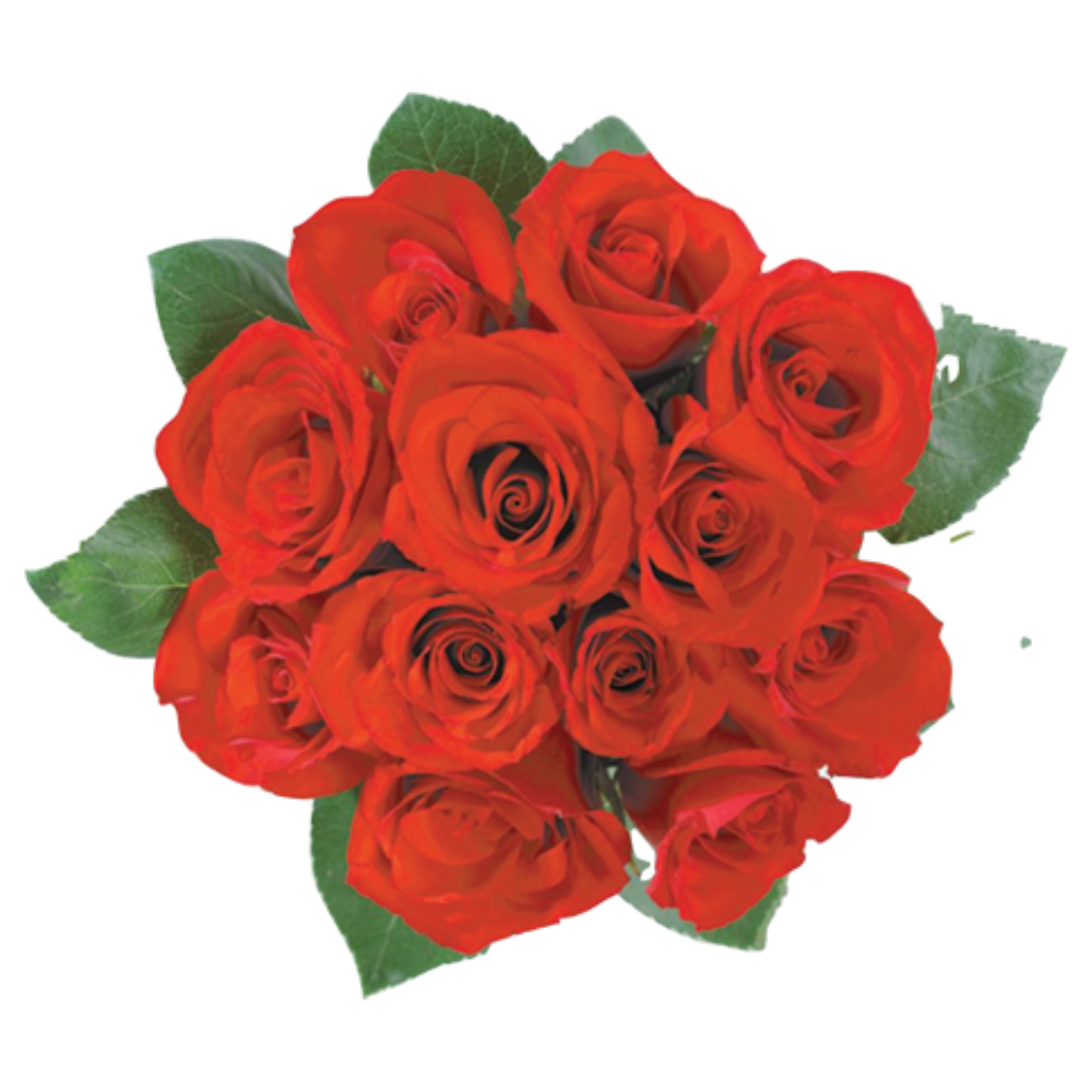Bloom Haus Dozen Rose Bunch