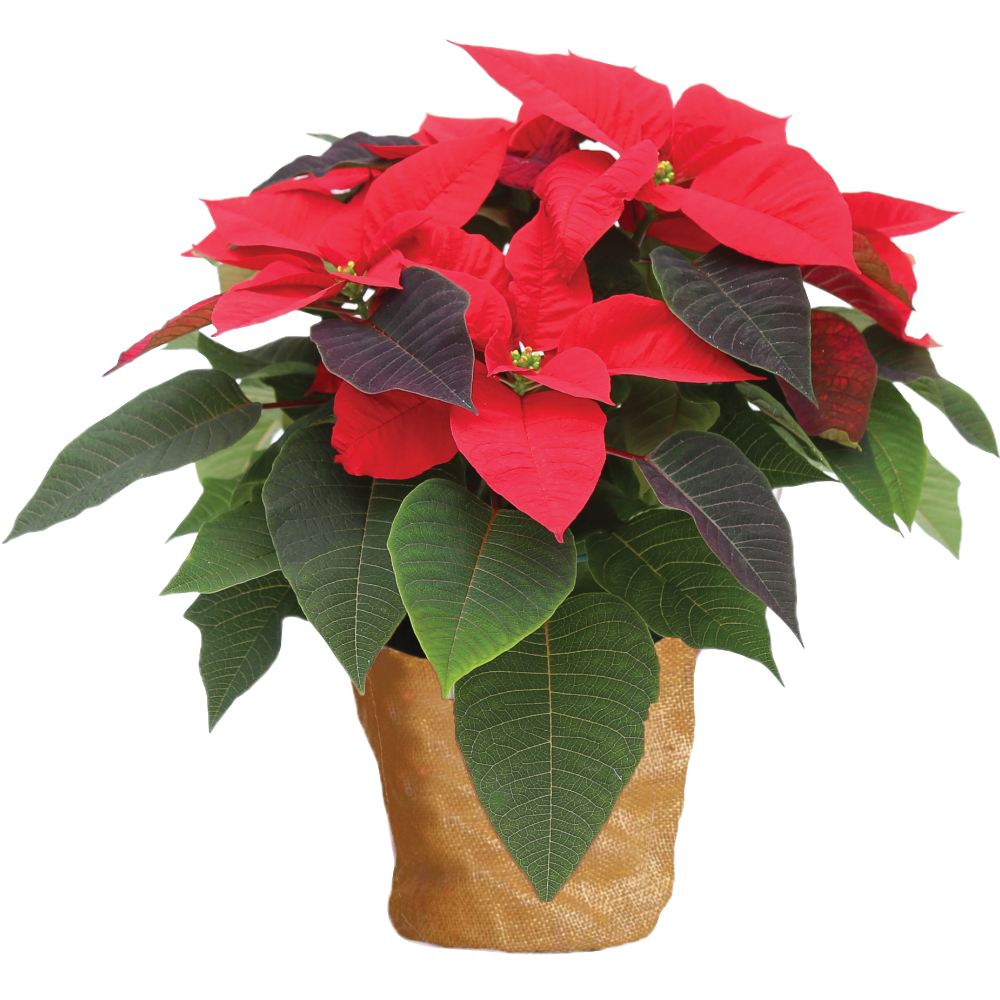 Poinsettia