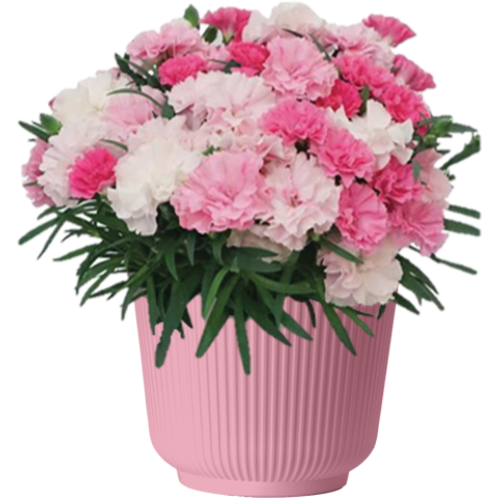 Dianthus