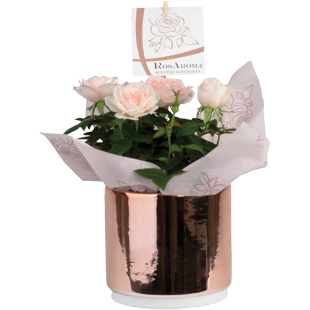 Mini Rose